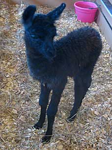 Cria (baby llama) at the petting barn at Woolaroc Ranch