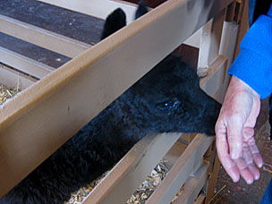 Cria (baby llama) at the petting barn at Woolaroc Ranch