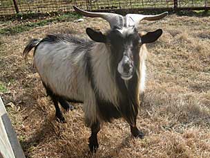 Goat at Woolaroc Ranch