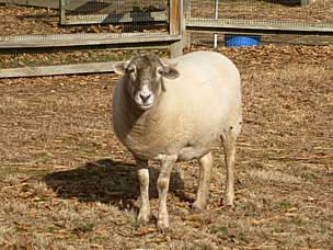 Sheep at Woolaroc Ranch