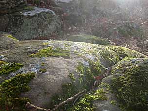 Mossy rocks at Woolaroc Ranch