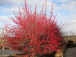 Red berries in December at Woolaroc Ranch