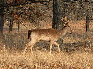 Fallow deer (<em>Dama dama</em>) at Woolaroc Ranch