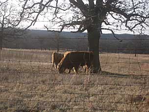 Highland cattle (<em>Bos taurus</em>) at Woolaroc Ranch