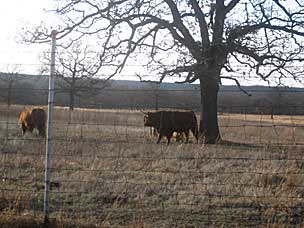 Highland cattle (<em>Bos taurus</em>) at Woolaroc Ranch