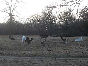 Fallow deer (<em>Dama dama</em>) at Woolaroc Ranch