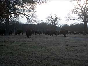 American bison (<em>Bison bison</em>) at Woolaroc Ranch