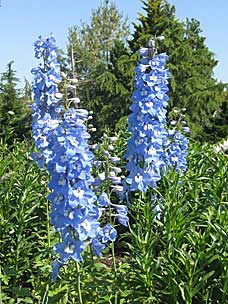 Oregon Garden