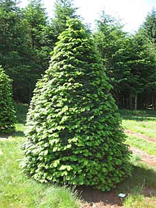 Christmas trees at Oregon Garden