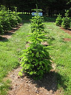 Christmas trees at Oregon Garden