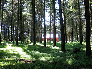 Rediscovery Forest at Oregon Garden