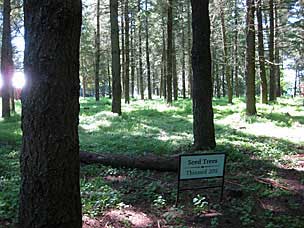 Rediscovery Forest at Oregon Garden