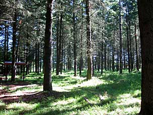 Rediscovery Forest at Oregon Garden