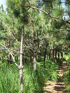 Rediscovery Forest at Oregon Garden