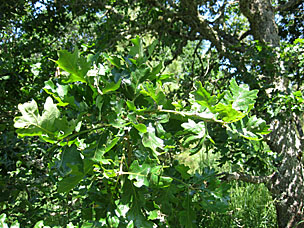 Oregon White Oak (<em>Quercus garryana</em>) leaves at Oregon Garden