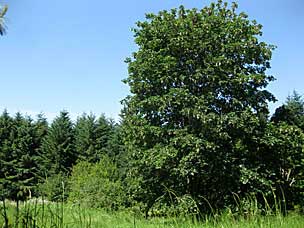 Oak Grove at Oregon Garden