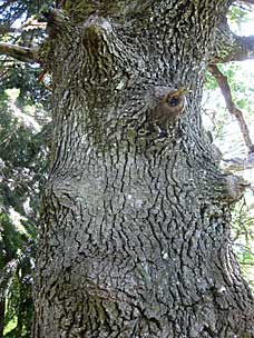 Oregon White Oak (<em>Quercus garryana</em>) bark at Oregon Garden