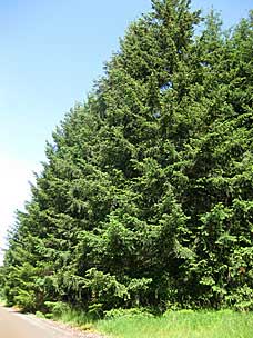 Rediscovery Forest at Oregon Garden