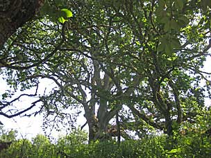 Oak Grove at Oregon Garden