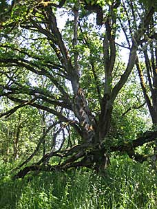 Oak Grove at Oregon Garden