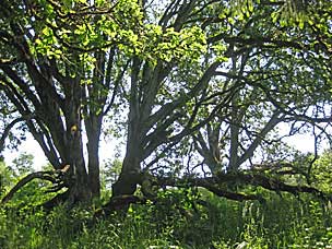 Oak Grove at Oregon Garden