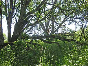 Oak Grove at Oregon Garden