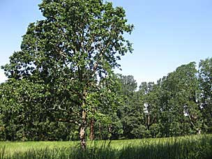 Oak Grove at Oregon Garden