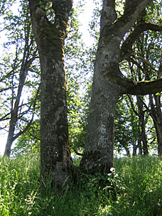 Oak Grove at Oregon Garden