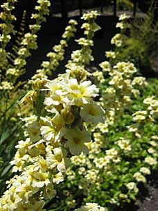 Oregon Garden