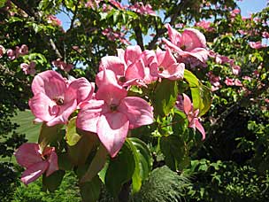 Oregon Garden