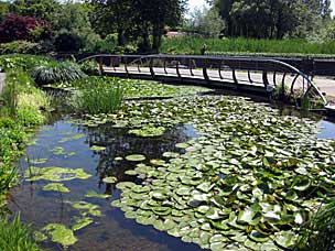 A-mazing Water Garden at Oregon Garden