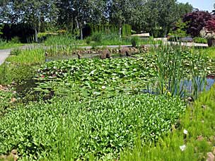 A-mazing Water Garden at Oregon Garden