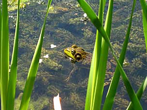 American bullfrog (<em>Lithobates catesbeianus</em> or <em>Rana catesbeiana</em>) at Oregon Garden