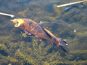 Koi at Oregon Garden