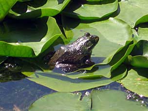 American bullfrog (<em>Lithobates catesbeianus</em> or <em>Rana catesbeiana</em>) at Oregon Garden