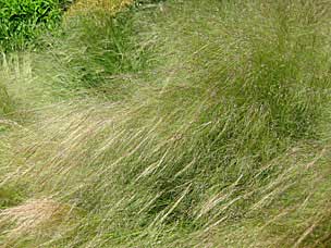 Oregon Garden