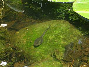 Large tadpole at Oregon Garden