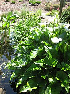 Oregon Garden