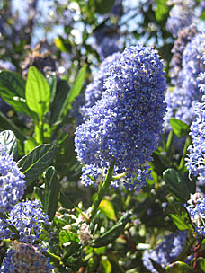 Oregon Garden