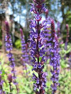 Oregon Garden