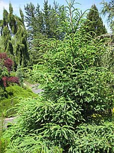 Conifer Garden at Oregon Garden