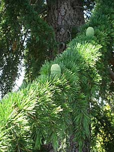 Conifer Garden at Oregon Garden