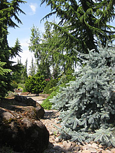 Conifer Garden at Oregon Garden