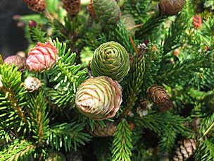 Conifer Garden at Oregon Garden