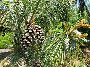 Conifer Garden at Oregon Garden