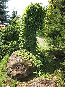 Conifer Garden at Oregon Garden