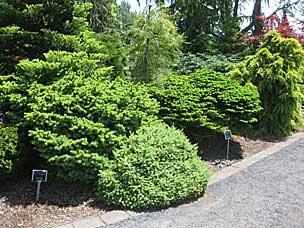 Conifer Garden at Oregon Garden