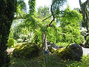 Conifer Garden at Oregon Garden