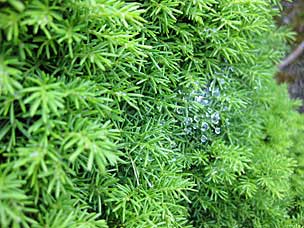 Conifer Garden at Oregon Garden