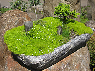 Conifer Garden at Oregon Garden